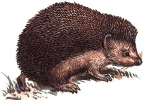 Daurgy hedgehog - bestia czerwonej książki