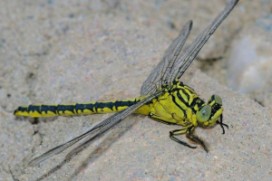 Dga zoodle-nonged - duży dragonfly