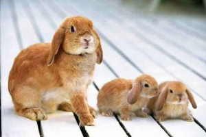 Dekoracyjne króliki: odmiany ras i kolorów Dekoracyjne króliki: odmiany ras i kolorów