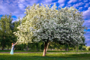 Rodzaje dekoracyjne roślin