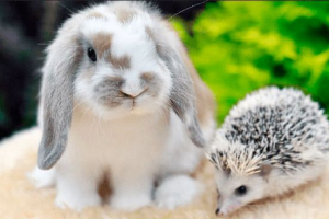 Kołdry dekoracyjne królik królik - opis, historia, ceny Kołdry dekoracyjne królik królik - opis, historia, ceny