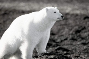 Przypadek podważania niedźwiedzia na wyspie wrangel jest zamknięty