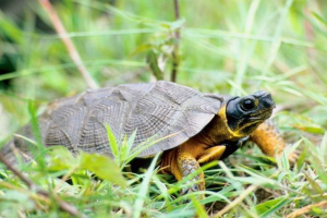 Drewniany żółw - rzadkie zwierzę Drewniany żółw - rzadkie zwierzę