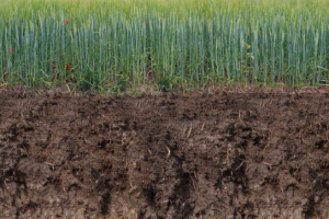 Gleby promowe węglanowe Gleby promowe węglanowe