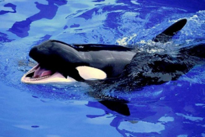 Gotuj killety zapisane przez rybaków z magadan