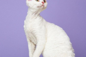 Devon rex: curry z natury Devon rex: curry z natury