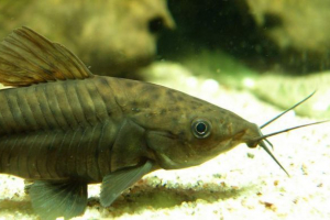 Dianama długi lub brązowy diana