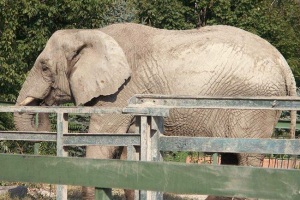 Wildlick of china zalał 15 samochodów