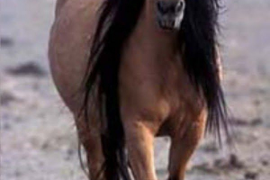 Dzikie konie mustanga