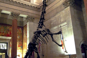 Dinozaury z długą szyją Dinozaury z długą szyją