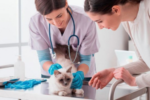 Dirofilyarioza w kotach - mechanizm infekcji