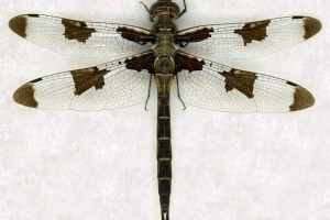 Siberian długi - ekskluzywny tropikalny smok Siberian długi - ekskluzywny tropikalny smok