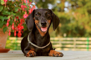 Długi pies - jamnik: ciekawe o rasie