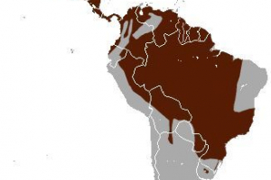 Długi kot lub margie