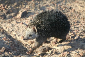 Longgeded hedgehog - bestia, która nie boi się trudniejszego