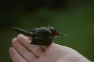 Drobna dziewczyna - moda ptak