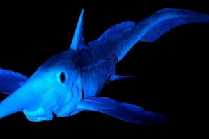 Dłudniowe chimera - monster głębokiego wody