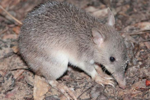 Długi bandicut: opis australijskiej endemii