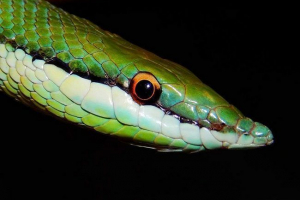 Long-axis philodrio: photo reptile Long-axis philodrio: photo reptile