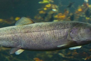 Dawno życzliwa palia lightovidov Dawno życzliwa palia lightovidov