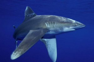 Rekin lengox, szczegółowe agencje Rekin lengox, szczegółowe agencje