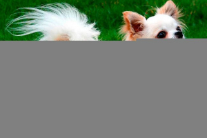 Długowłosa chihuahua - opis ras