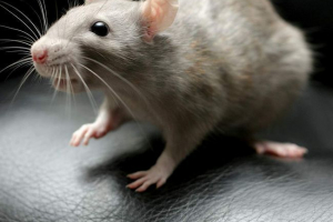 Dla 300 szczurów szukają schronienia w monachium