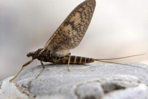 Prehistoryczne pilniki i ich funkcje