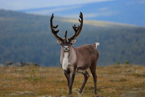 Raport dla dzieci o północnym jeleniu: co wygląda i gdzie żyje? Raport dla dzieci o północnym jeleniu: co wygląda i gdzie żyje?