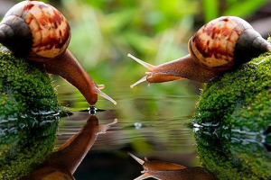 Raport mollusch dla szkoły Raport mollusch dla szkoły