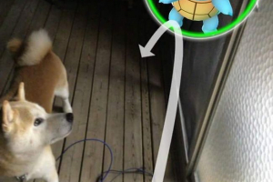 Zwierzęta widzą pokemon