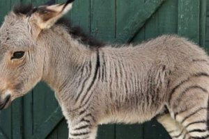 Doncra - zebra lub osioł?