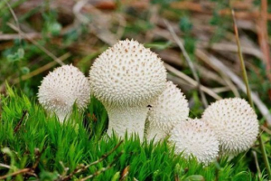 Deszczowiec - widoki i opis grzyba Deszczowiec - widoki i opis grzyba