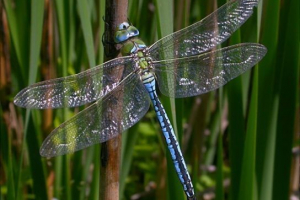 Owady czerwonej książki Owady czerwonej książki