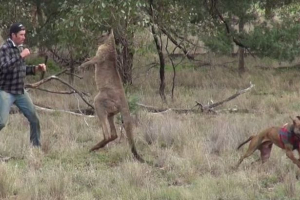Walka mężczyzna i kangur: australijczyk na próbce. Wideo.