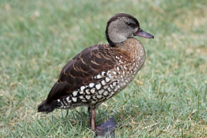 Drewniana kaczka Drewniana kaczka