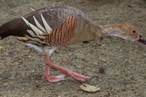 Drewniana kaczka itona Drewniana kaczka itona