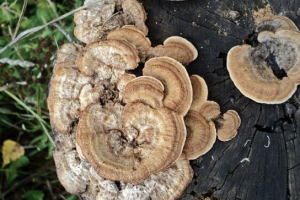 Drewniane grzyby Drewniane grzyby