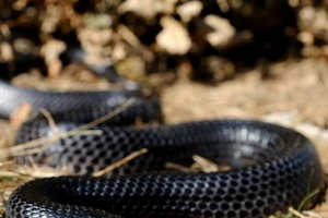 Drimihaon lub wąż indygo