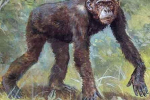 Driopitek - wymarły przodek człowieka Driopitek - wymarły przodek człowieka