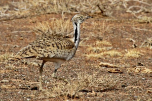 Drop beauty (wychi) Drop beauty (wychi)