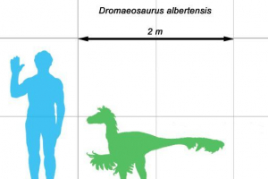Dromeosaur Dromeosaur