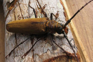 Relikt woodcutter Relikt woodcutter