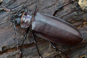 Woodcase-tytan Woodcase-tytan