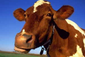 Wypadek w kuzbass: motocyklista zderzył się z krowy