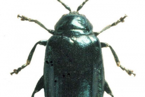 Pchła dębowa - mikroskopijny liść