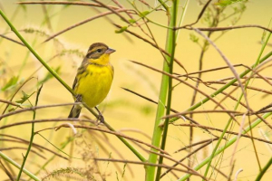 Dubrownik - pedagog na wokale dla kanarek