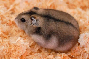 Dzhungarian hamster Dzhungarian hamster