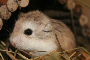 Dzhungarian hamiak. Opis, funkcje, cena, opieka i konserwacja chomika jutarian Dzhungarian hamiak. Opis, funkcje, cena, opieka i konserwacja chomika jutarian