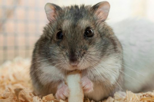 Dzhungarian hamiak Dzhungarian hamiak